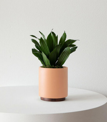 W indoor plants small 3