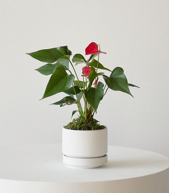 W indoor plants small 4