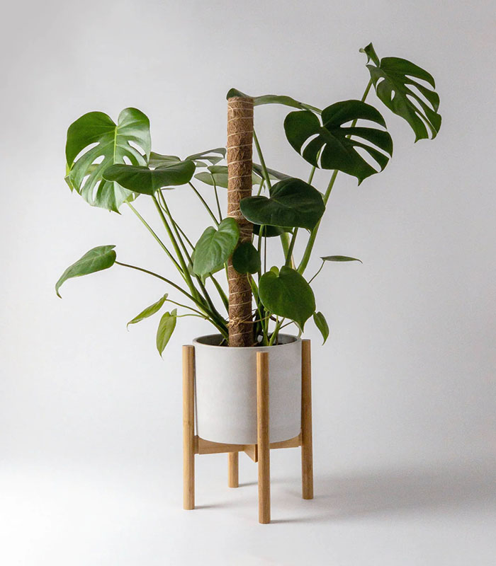 W plant care coir poles 1